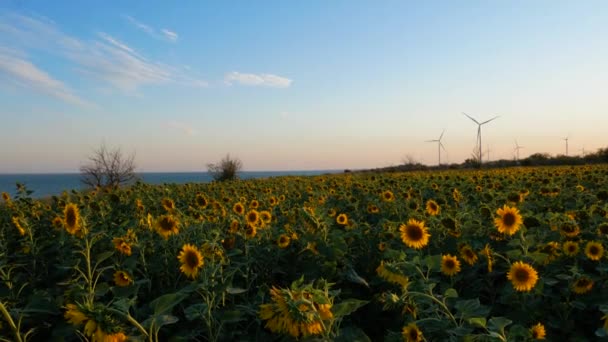 Przekształtniki Energii Turbin Wiatrowych Żółtym Polu Słoneczników Zachodzie Słońca Lokalna — Wideo stockowe