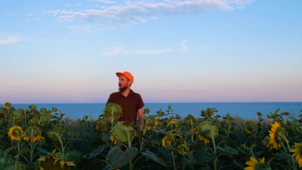 夕日の海の海岸で黄色のひまわり畑でオレンジ色のキャップの若い男 田舎の夜の花の風景は空を見てのバックパックを持つ男性観光客 ローカルハイキング旅行のコンセプト — ストック動画
