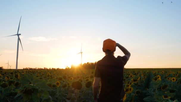 Hombre Joven Gorra Naranja Girasoles Amarillos Cultivos Campo Con Turbinas — Vídeos de Stock