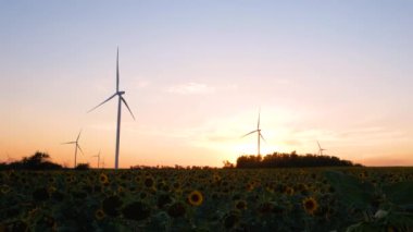 Rüzgar türbinleri, günbatımında sarı ayçiçeği tarlasında enerji dönüştürücüleri oluşturur. Yerel çevre dostu rüzgar çiftliği. Tarım ekinleri büyüyor, tarım hasat ediyor. Yeşil ekolojik elektrik kavramı 4K