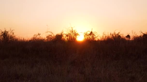 Puesta Sol Sobre Campo Con Hierba Silvestre Arbustos Escena Rural — Vídeos de Stock