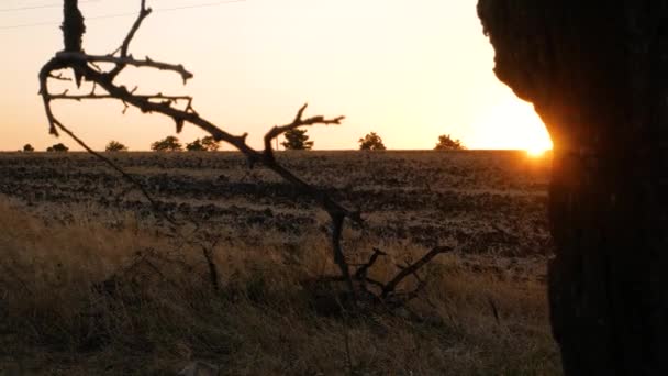 古い木や野生の草と田舎のフィールドで日没 夜の田園風景 地平線にカラフルな赤オレンジの太陽 太陽は枝によって閃光を放つ 穏やかな村の風景です 地方旅行の概念 — ストック動画