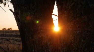 Kırsal alanda gün batımında yaşlı ağaçlar ve yabani otlar. Akşam kırsal kesimde. Ufukta renkli kırmızı turuncu güneş görünüyor. Güneş ışınları dallarla yanıp sönüyor. Sakin sakin köy manzarası. Yerel seyahat kavramı.