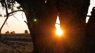 Kırsal alanda gün batımında yaşlı ağaçlar ve yabani otlar. Akşam kırsal kesimde. Ufukta renkli kırmızı turuncu güneş görünüyor. Güneş ışınları dallarla yanıp sönüyor. Sakin sakin köy manzarası. Yerel seyahat kavramı.