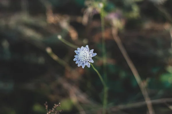 緑の葉を背景にした素晴らしい野生の青い花 暗いと機嫌の良い春の夏の背景 低キー色ナチュラル花グリーティングカード 花のミニマリストスタイルのバナーコピースペース — ストック写真