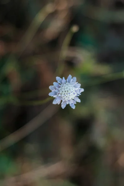 Incredibile Fiore Blu Selvatico Con Sfondo Foglie Verdi Scuro Lunatico — Foto Stock