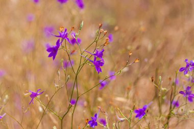Bokeh 'in arka planındaki çayırda mor konsolide çiçekleri. İnanılmaz bir menekşe çiçeği duvar kâğıdı. Kopya alanı olan doğa fotoğrafçılığı. Çiçekli tebrik kartı işareti. Doğal renkli manzara.
