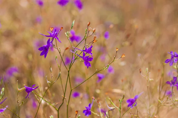 ボケの牧草地に紫色のコンソリダの花を背景にぼやけている 素晴らしい野生の紫色の花の壁紙 コピースペース付きの自然写真 花のグリーティングカードのテキスト記号 — ストック写真