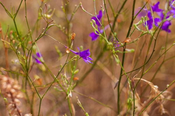 ボケの牧草地に紫色のコンソリダの花を背景にぼやけている 素晴らしい野生の紫色の花の壁紙 コピースペース付きの自然写真 花のグリーティングカードのテキスト記号 — ストック写真