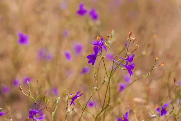 ボケの牧草地に紫色のコンソリダの花を背景にぼやけている 素晴らしい野生の紫色の花の壁紙 コピースペース付きの自然写真 花のグリーティングカードのテキスト記号 — ストック写真