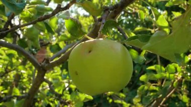 Yeşil elmalı elma ağacı güneş ışığında kapanıyor. Bahçedeki dalda yetişen taze sarı elma ve renkli güneş ışınları. Sağlıklı meyve yeme, hasat konsepti, çiğ vegan organik yerel yiyecekler. 4K