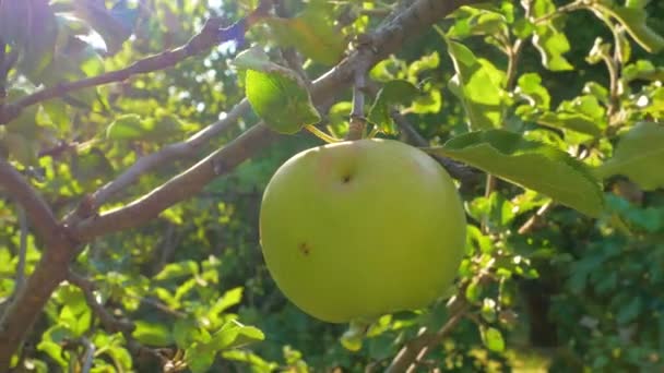 Яблуня Зеленими Яблуками Крупним Планом Сонячному Світлі Свіже Жовте Яблуко — стокове відео
