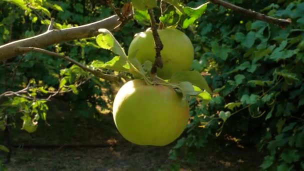 Appelboom Met Groene Appels Sluiten Dicht Het Zonlicht Verse Gele — Stockvideo