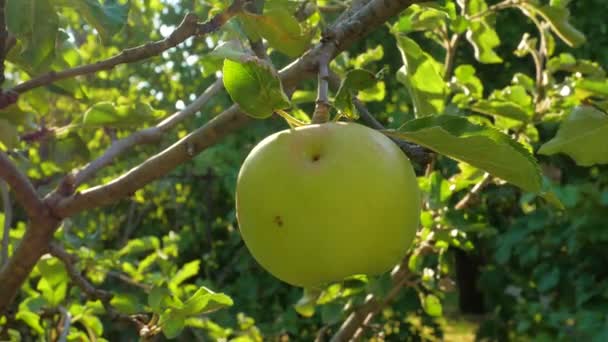 Jabłoń Zielonymi Jabłkami Zamyka Się Słońcu Świeże Żółte Jabłko Rosnące — Wideo stockowe