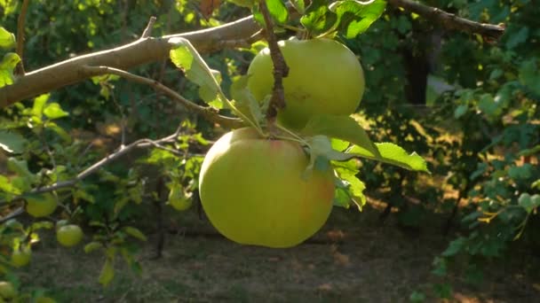 Яблуня Зеленими Яблуками Крупним Планом Сонячному Світлі Свіже Жовте Яблуко — стокове відео