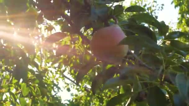 Perenboom Met Rijp Fruit Sluit Zich Het Zonlicht Verse Peren — Stockvideo