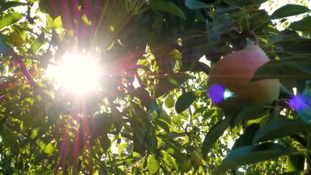 Αχλάδι Ώριμα Φρούτα Κοντά Στο Φως Του Ήλιου Φρέσκα Αχλάδια — Αρχείο Βίντεο
