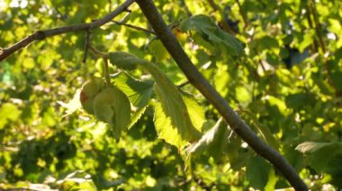 Fındıklar, çiftlik bahçesindeki bir ağaç dalında güneş ışınlarıyla olgunlaşır. Fındık sağlıklı kilo verme diyeti için iyi bir besin, protein ve vitamin kaynağıdır. Evin arka bahçesinde organik ekolojik ela yetişiyor. 4K.