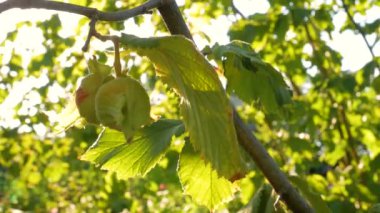 Fındıklar, çiftlik bahçesindeki bir ağaç dalında güneş ışınlarıyla olgunlaşır. Fındık sağlıklı kilo verme diyeti için iyi bir besin, protein ve vitamin kaynağıdır. Evin arka bahçesinde organik ekolojik ela yetişiyor. 4K.
