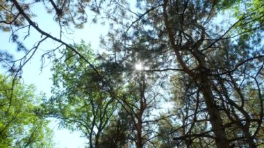 Döndürün ve çam ağacının tepesine bakın, POV manzaralı. Ağaçların tepesinde gün ışığı, kozalaklı ağaçların arasında güneş parıldıyor. Sakin arka plan 4K. Ebedi yeşil ladin ormanında yürüyorum
