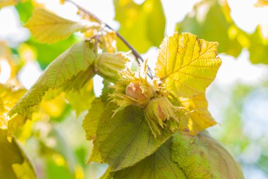 Fındıklar, çiftlik bahçesindeki bir ağaç dalında güneş ışınlarıyla olgunlaşır. Fındık sağlıklı kilo verme diyeti için iyi bir besin, protein ve vitamin kaynağıdır. Evin arka bahçesinde organik ekolojik ela yetişiyor..