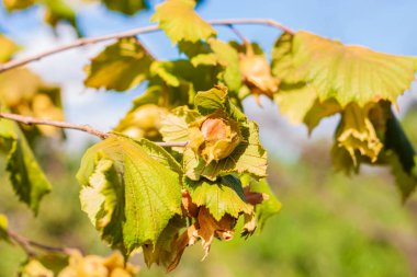 Fındıklar, çiftlik bahçesindeki bir ağaç dalında güneş ışınlarıyla olgunlaşır. Fındık sağlıklı kilo verme diyeti için iyi bir besin, protein ve vitamin kaynağıdır. Evin arka bahçesinde organik ekolojik ela yetişiyor..