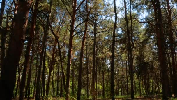 晴れた夏の日に松の木 木々の上から美しい日光が差し込み 針葉樹の枝を通して太陽が輝きます 静かな背景4K 常緑のスプルースの森を歩く — ストック動画