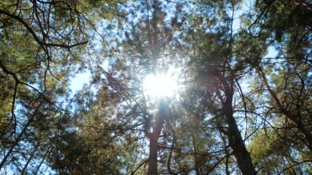 Obracanie Patrzenie Górę Strzał Drzewo Sosnowe Widok Pov Piękne Promienie — Wideo stockowe