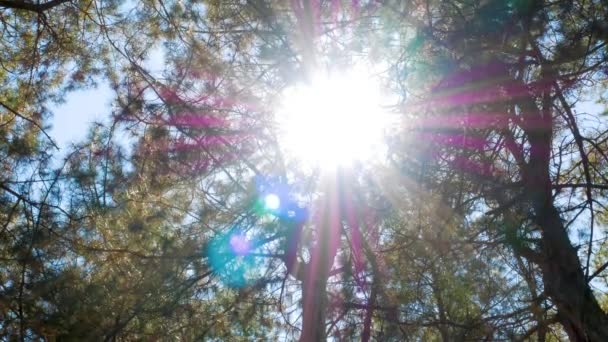 Tourner Regarder Vers Haut Tourné Sur Bois Pin Vue Pov — Video