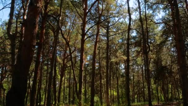 Güneşli Bir Yaz Gününde Çam Ağacı Ağacı Ağaçların Tepesinde Gün — Stok video
