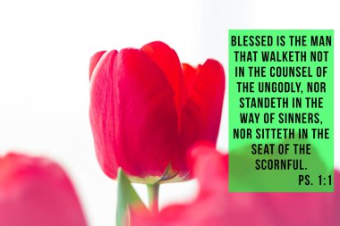 Kırmızı lale çiçeği arka planında İncil 'den alıntılar var. Müminler için yazılı bir kart. İlham verici mısra düşünceleri. Dua için Hristiyan ayet metni.