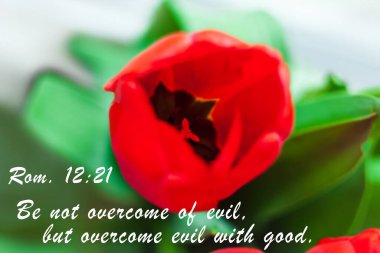 Kırmızı lale çiçeği arka planında İncil 'den alıntılar var. Müminler için yazılı bir kart. İlham verici mısra düşünceleri. Dua için Hristiyan ayet metni.