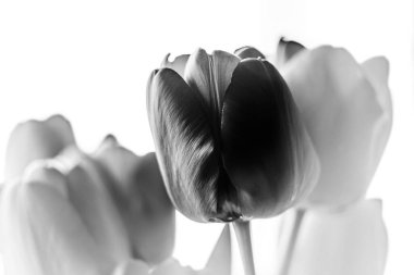 Tek renkli çiçek açan muhteşem lalelerden oluşan buketi kapatın. Doğal gün ışığıyla seçici bir odak noktası olsun. Gösterişsiz çiçek afişi, minimalizm tarzında mevsimlik tebrik kartı. Siyah beyaz fotoğraf.