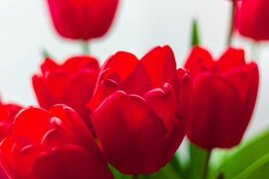 Çiçek açan kırmızı lalelerden oluşan buketi kapat. Doğal gün ışığıyla seçici bir odak noktası. Parlak yüksek çiçekli afiş, minimalizm tarzında mevsimlik tebrik kartı.