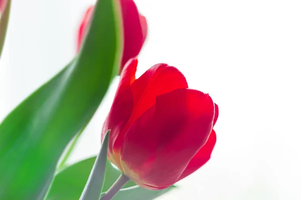 Çiçek Açan Kırmızı Lalelerden Oluşan Buketi Kapat Doğal Gün Işığıyla — Stok fotoğraf