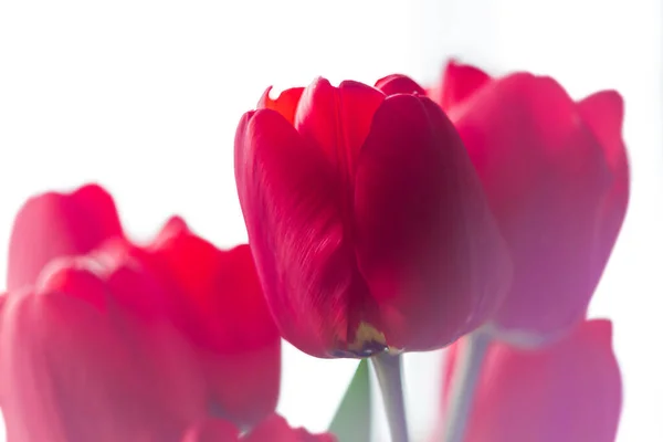 Zamknij Kwitnący Bukiet Niesamowite Czerwone Tulipany Selektywne Ostrość Naturalnego Światła — Zdjęcie stockowe