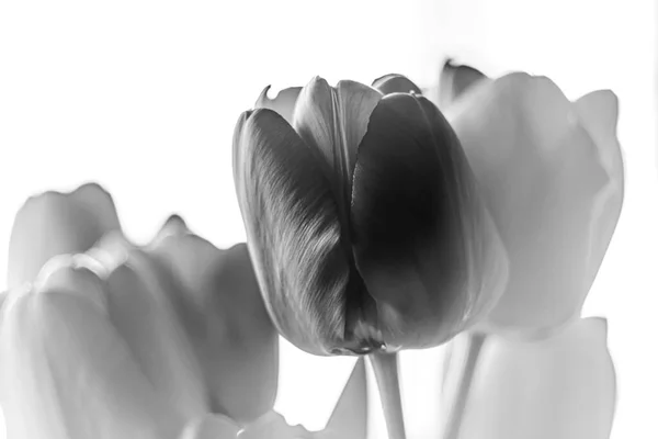 Primer Ramo Flores Monocromáticas Tulipanes Increíbles Enfoque Selectivo Con Luz — Foto de Stock