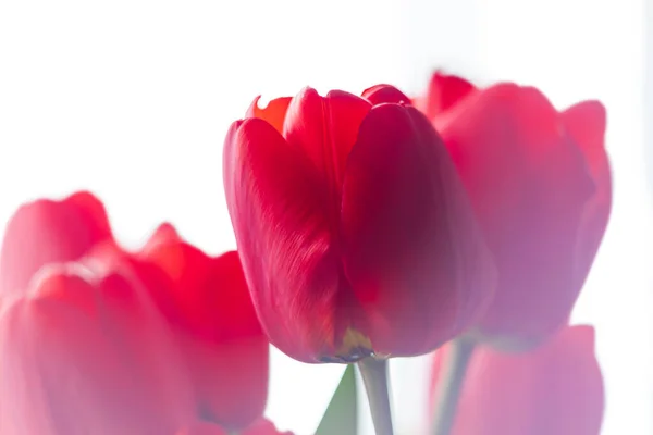 Zamknij Kwitnący Bukiet Niesamowite Czerwone Tulipany Selektywne Ostrość Naturalnego Światła — Zdjęcie stockowe
