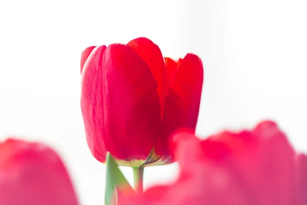 Закройте Цветущий Букет Удивительных Красных Тюльпанов Естественным Дневным Светом Яркие — стоковое фото