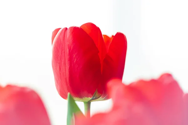 Закройте Цветущий Букет Удивительных Красных Тюльпанов Естественным Дневным Светом Яркие — стоковое фото