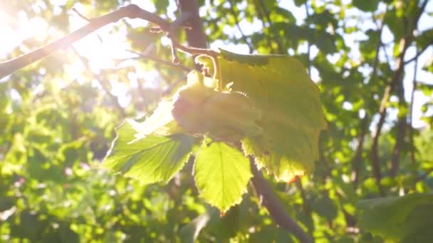 Las Avellanas Maduran Una Rama Árbol Jardín Granja Con Rayos — Vídeo de stock