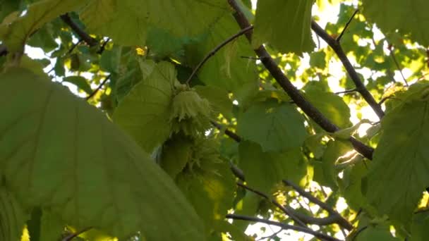 Las Avellanas Maduran Una Rama Árbol Jardín Granja Con Rayos — Vídeos de Stock