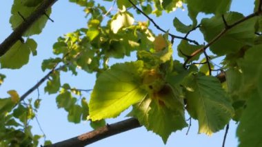 Fındıklar, çiftlik bahçesindeki bir ağaç dalında güneş ışınlarıyla olgunlaşır. Fındık sağlıklı kilo verme diyeti için iyi bir besin, protein ve vitamin kaynağıdır. Evin arka bahçesinde organik ekolojik ela yetişiyor. 4K.