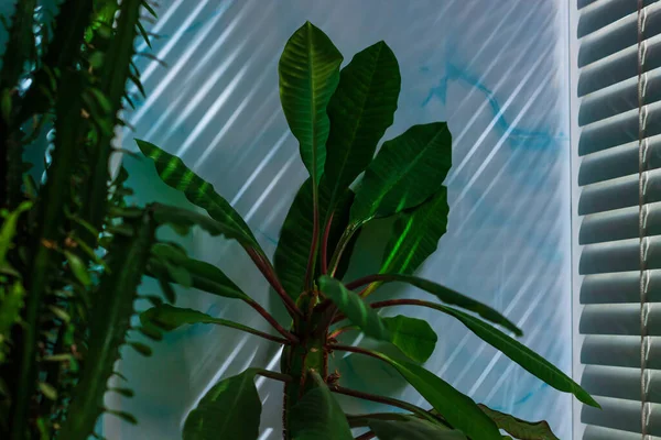 Succulents with green leaves on aqua blue background. Low key modern style texture natural shadows, rays of sunlights on wall. Madagascar Jewel or Euphorbia leuconeura home plant in pot on windowsill.