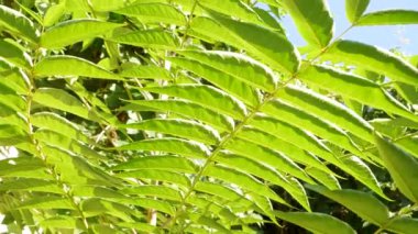 Parlak yeşil yapraklar, rüzgarda sallanan tropik palmiyeler gibidir. Ailanthus altissima ya da cennet ağacı. Sakin ekoloji arka planı. Dalları açık mavi gökyüzünün altında büyüyen uzun ağaç..