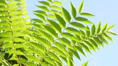 Parlak yeşil yapraklar, rüzgarda sallanan tropik palmiyeler gibidir. Ailanthus altissima ya da cennet ağacı. Sakin ekoloji arka planı. Dalları açık mavi gökyüzünün altında büyüyen uzun ağaç..