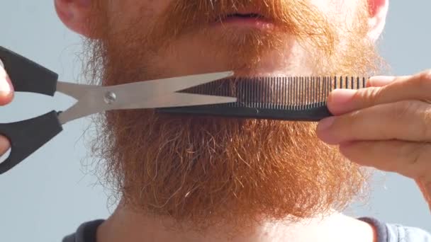 Взрослый Мужчина Стрижет Свою Бороду Усы Ножницами Расческой Белый Рыжий — стоковое видео