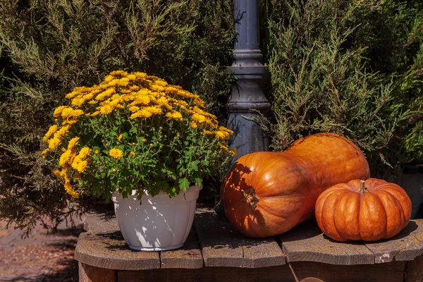 Pumpkin Decor Wooden Bench Outdoor Halloween Thanksgiving Day Seasonal Autumn — Stock Photo, Image