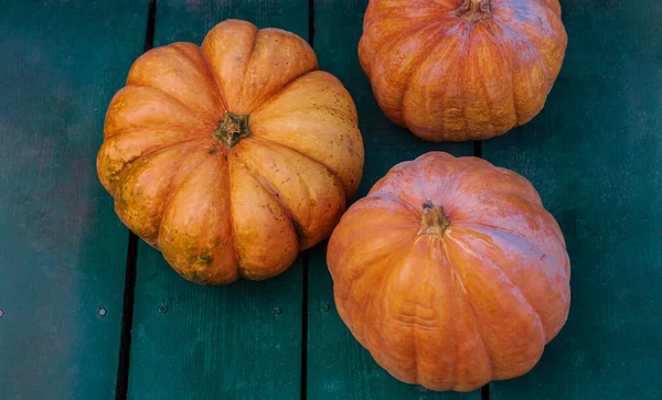 Tökfej Türkiz Háttér Kerti Dekoráció Halloween Hálaadás Napján Szezonális Őszi — Stock Fotó