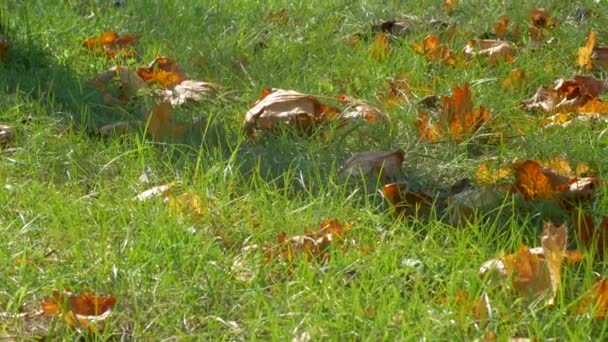 緑の草の上に赤黄色のオレンジの秋の葉 秋の公園で風に揺れる明るいコントラストの木の葉 カラフルな秋の自然日光 太陽の光が森の壮大な芝生を突破 — ストック動画